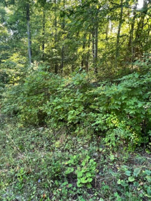 0 TBD EAST RIVER / SCENIC DRIVE, BLUEFIELD, WV 24701, photo 2 of 4